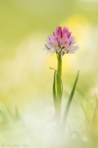 Nigritella widderi | Widder-Kohlröschen