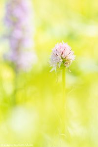 Nigritella widderi | Widder-Kohlröschen