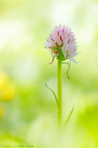 Nigritella widderi | Widder-Kohlröschen