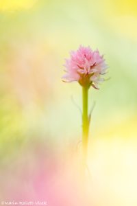 Nigritella widderi | Widder-Kohlröschen