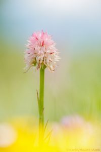 Nigritella widderi | Widder-Kohlröschen