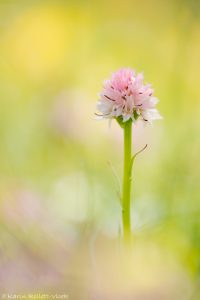 Nigritella widderi | Widder-Kohlröschen