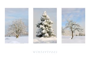 wintertrees