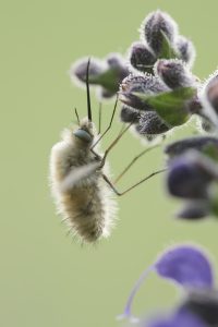 Bombylius major / Großer Wollschweber