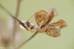 Bombylius major / Großer Wollschweber