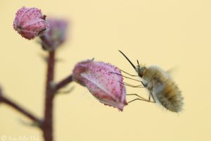 Bombylius major / Großer Wollschweber