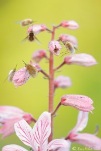 Bombylius major / Großer Wollschweber