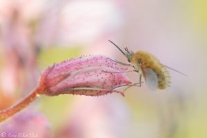 Bombylius major / Großer Wollschweber