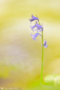 Hyacinthoides non-scripta / Englisches Hasenglöckchen - Cornwall 2017