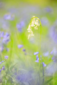 Hyacinthoides non-scripta / Englisches Hasenglöckchen - Cornwall 2017