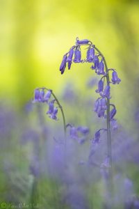 Hyacinthoides non-scripta / Englisches Hasenglöckchen - Cornwall 2017