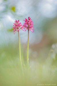 Orchis × angusticruris(Orchis purpurea x Orchis simia)