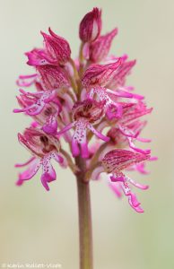 Orchis × angusticruris(Orchis purpurea x Orchis simia)