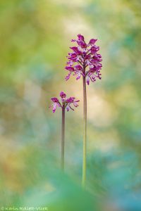 Orchis × angusticruris(Orchis purpurea x Orchis simia)