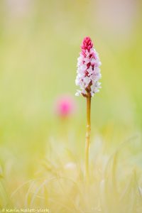 x Gymnigritella heufleri(Gymnadenia conopsea × Nigritella rhellicani)