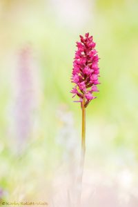 x Gymnigritella heufleri(Gymnadenia conopsea × Nigritella rhellicani)