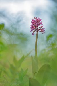 Orchis x hybrida(Orchis purpurea x Orchis militaris)