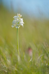 Orchis x hybrida(Orchis purpurea x Orchis militaris)