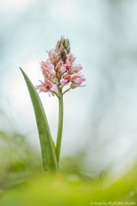 Orchis x hybrida(Orchis purpurea x Orchis militaris)