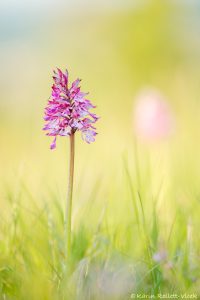 Orchis x hybrida(Orchis purpurea x Orchis militaris)