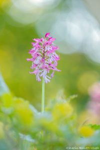 Orchis x hybrida(Orchis purpurea x Orchis militaris)