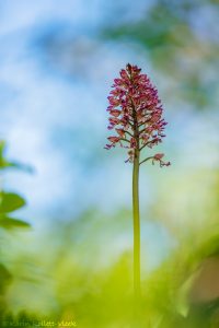 Orchis x hybrida(Orchis purpurea x Orchis militaris)