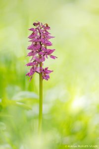 Orchis x kisslingii(Orchis mascula subsp.speciosa x Orchis pallens)