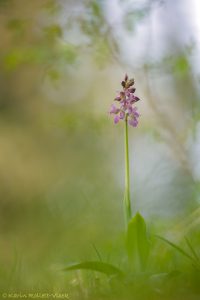 Orchis x kisslingii(Orchis mascula subsp.speciosa x Orchis pallens)