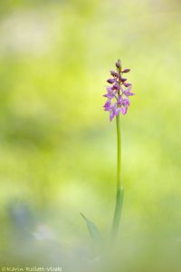 Orchis x kisslingii(Orchis mascula subsp.speciosa x Orchis pallens)