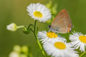 Satyrium acaciae / Kleiner Schlehenzipfelfalter / Sloe hairstreak