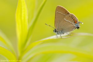 Satyrium w-album / Ulmen-Zipfelfalter / White-letter hairstreak