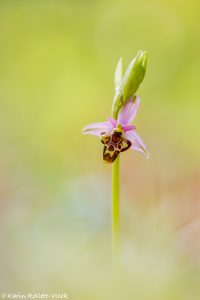 Ophrys zinsmeisteri