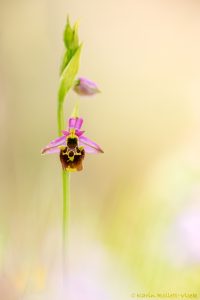 Ophrys zinsmeisteri