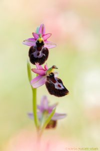 Ophrys x lyrata(Ophrys bertolonii x Ophrys incubacea)