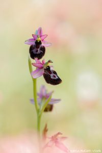 Ophrys x lyrata(Ophrys bertolonii x Ophrys incubacea)