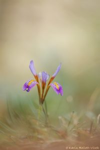 Iris unguicularis subsp. cretensis