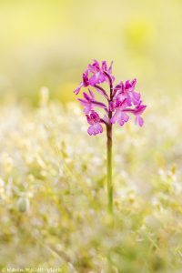 Anacamptis boryi