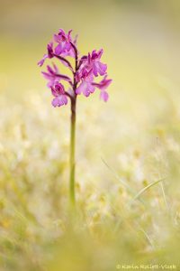 Anacamptis boryi