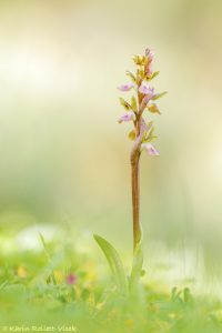 Anacamptis collina