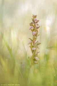 Anacamptis collina