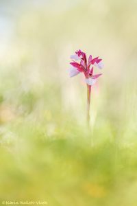 Anacamptis papilionacea subsp.aegaea