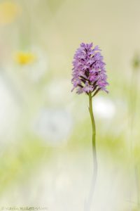 Anacamptis pyramidalis var.brachystachys