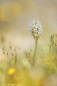 Anacamptis pyramidalis var.brachystachys