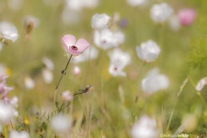 Anemone coronaria