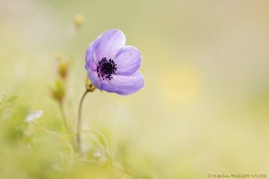 Anemone coronaria