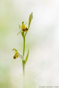 Ophrys apifera / Bienen-Ragwurz