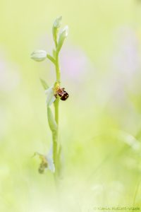Ophrys apifera Bienen-Ragwurz