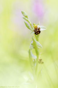 Ophrys apifera Bienen-Ragwurz