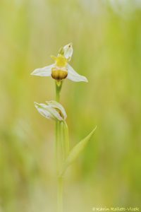 Ophrys apifera var. bicolor Zweifarbige Bienen-Ragwurz