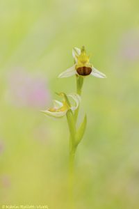 Ophrys apifera var. bicolor Zweifarbige Bienen-Ragwurz